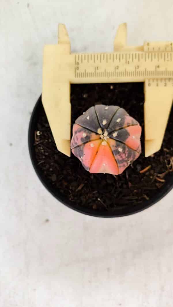 ASTROPHYTUM ASTERIAS “Purple STAR SHAPE - VARIEGATA”  Nº 960 – vaso 09 - Imagem 1