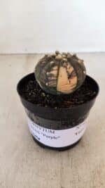 ASTROPHYTUM ASTERIAS “Purple - VARIEGATA” Nº 961 – vaso 09 - Imagem 2