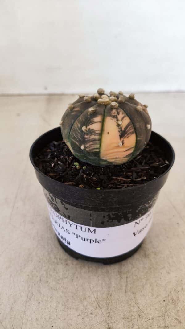 ASTROPHYTUM ASTERIAS “Purple - VARIEGATA”  Nº 961 – vaso 09 - Imagem 2