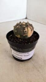 ASTROPHYTUM ASTERIAS “Purple - VARIEGATA” Nº 961 – vaso 09 - Imagem 9