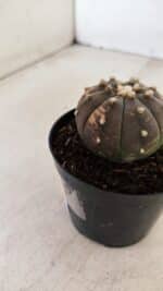 ASTROPHYTUM ASTERIAS “Purple - VARIEGATA” Nº 961 – vaso 09 - Imagem 7