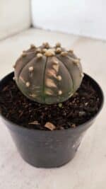 ASTROPHYTUM ASTERIAS “Purple - VARIEGATA” Nº 961 – vaso 09 - Imagem 6