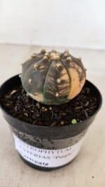 ASTROPHYTUM ASTERIAS “Purple - VARIEGATA” Nº 961 – vaso 09 - Imagem 5