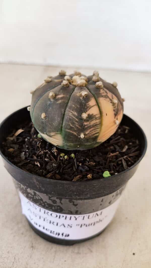 ASTROPHYTUM ASTERIAS “Purple - VARIEGATA”  Nº 961 – vaso 09 - Imagem 5