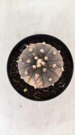 ASTROPHYTUM ASTERIAS “Purple - VARIEGATA” Nº 961 – vaso 09 - Imagem 3