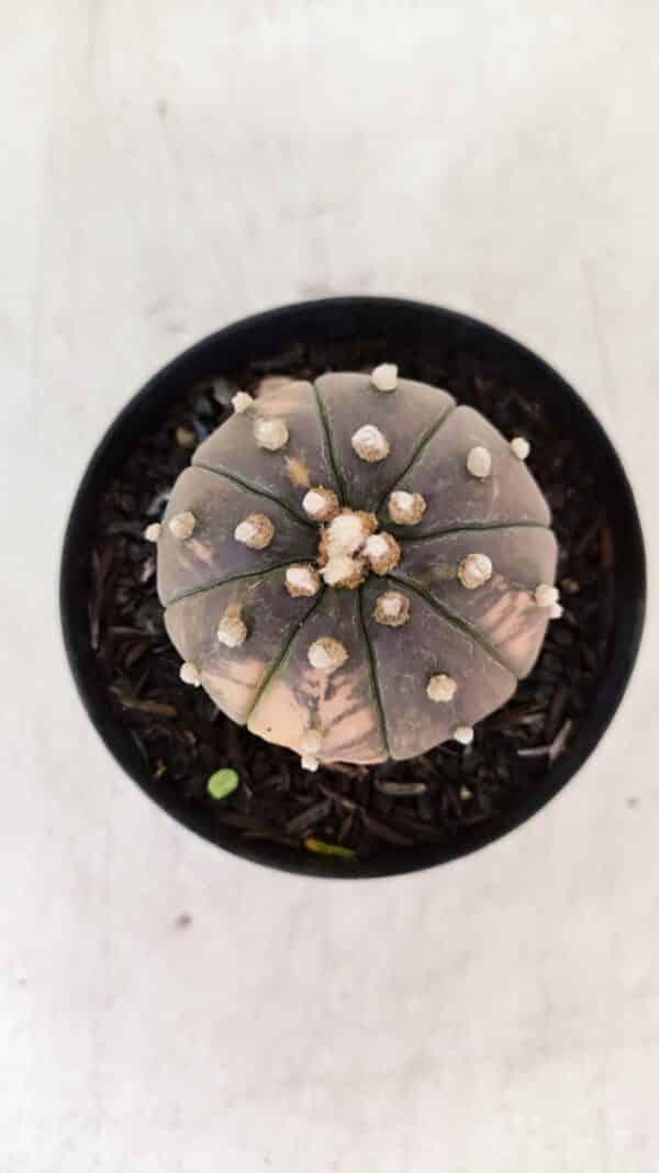 ASTROPHYTUM ASTERIAS “Purple - VARIEGATA”  Nº 961 – vaso 09 - Imagem 3