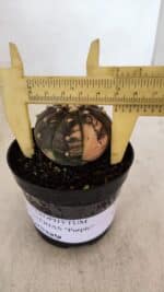 ASTROPHYTUM ASTERIAS “Purple - VARIEGATA” Nº 961 – vaso 09
