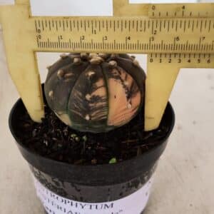 ASTROPHYTUM ASTERIAS “Purple - VARIEGATA” Nº 961 – vaso 09