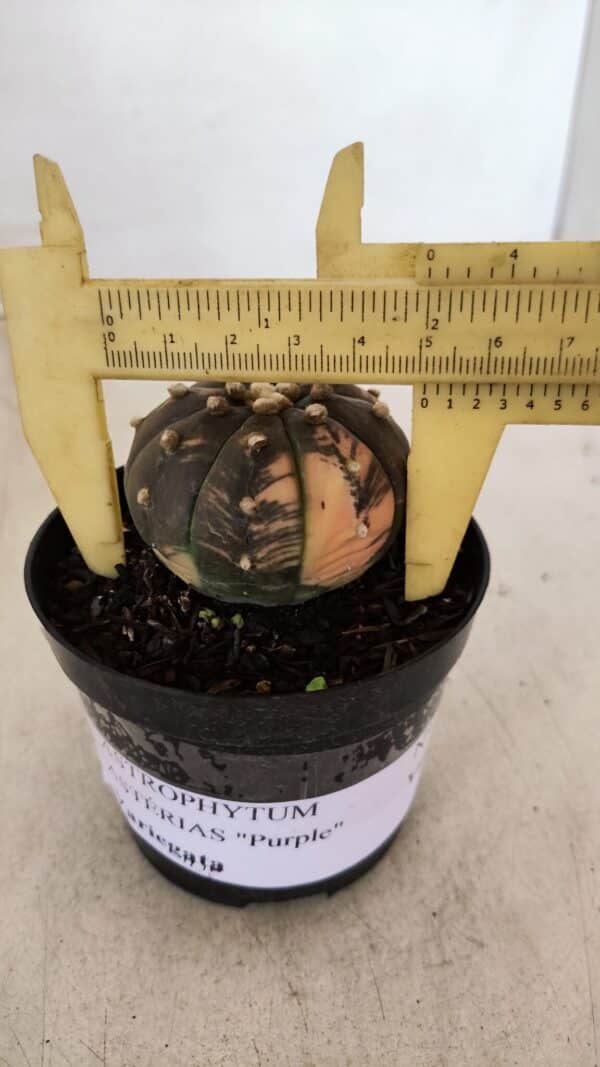 ASTROPHYTUM ASTERIAS “Purple - VARIEGATA”  Nº 961 – vaso 09 - Imagem 1