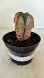 ASTROPHYTUM MYRIOSTIGMA "Variegata - 4 Quinas" Nº 1023 – vaso 11 - Imagem 2