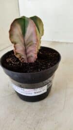 ASTROPHYTUM MYRIOSTIGMA "Variegata - 4 Quinas" Nº 1023 – vaso 11 - Imagem 9