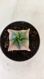 ASTROPHYTUM MYRIOSTIGMA "Variegata - 4 Quinas" Nº 1023 – vaso 11 - Imagem 3