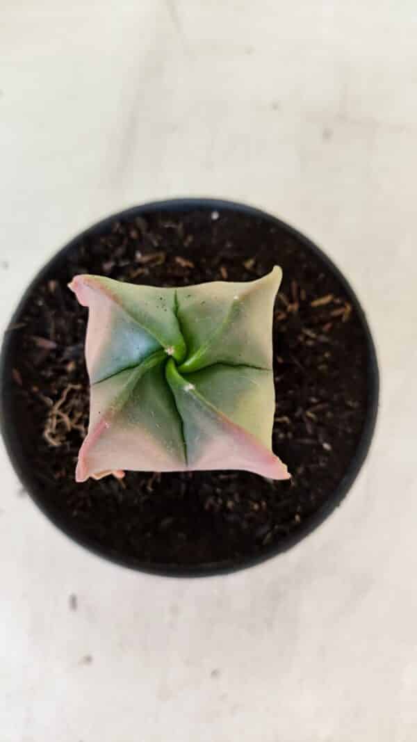 ASTROPHYTUM MYRIOSTIGMA "Variegata - 4 Quinas"  Nº 1023 – vaso 11 - Imagem 3