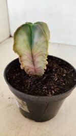 ASTROPHYTUM MYRIOSTIGMA "Variegata - 4 Quinas" Nº 1023 – vaso 11 - Imagem 6