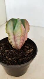 ASTROPHYTUM MYRIOSTIGMA "Variegata - 4 Quinas" Nº 1023 – vaso 11 - Imagem 8