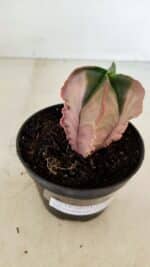 ASTROPHYTUM MYRIOSTIGMA "Variegata - 4 Quinas" Nº 1023 – vaso 11 - Imagem 7