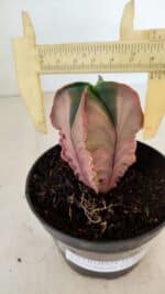 ASTROPHYTUM MYRIOSTIGMA "Variegata - 4 Quinas" Nº 1023 – vaso 11