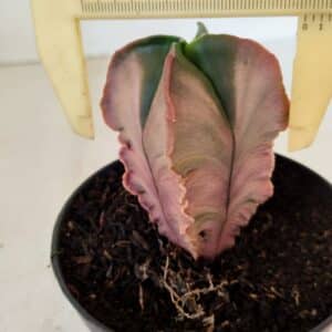 ASTROPHYTUM MYRIOSTIGMA "Variegata - 4 Quinas" Nº 1023 – vaso 11