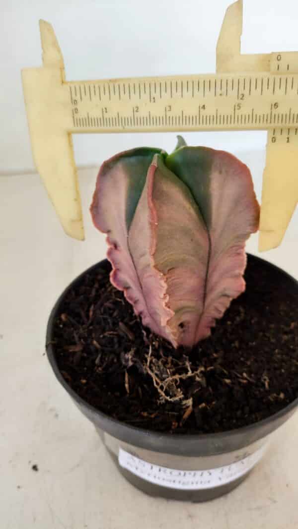 ASTROPHYTUM MYRIOSTIGMA "Variegata - 4 Quinas"  Nº 1023 – vaso 11 - Imagem 1