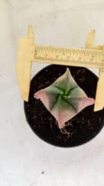 ASTROPHYTUM MYRIOSTIGMA "Variegata - 4 Quinas" Nº 1023 – vaso 11 - Imagem 5