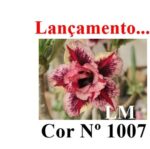 ENXERTO 12017 – 20cm (cor LM 1007) - Imagem 7
