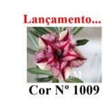ENXERTO 12097  – 20cm (cor LM 1009) - Imagem 8