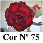 ENXERTO 12071 – 20cm (cor LM 75) - Imagem 8