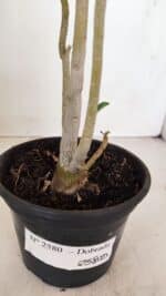 Planta Dobrada 2580 – 30cm – 02 anos - Imagem 6