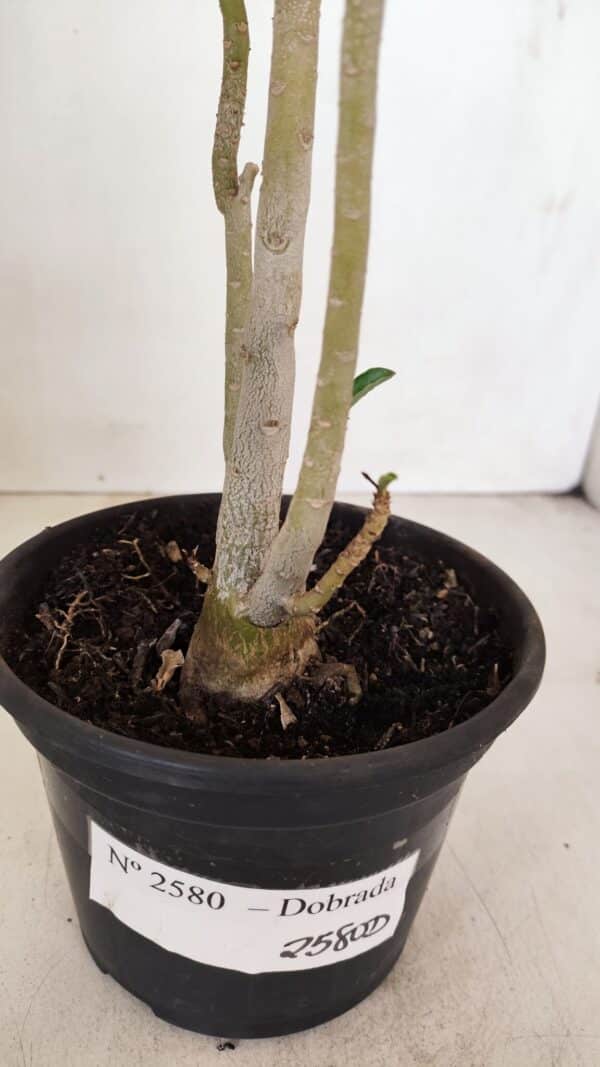 Planta Dobrada 2580 – 30cm – 02 anos - Imagem 6