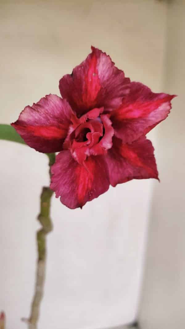Planta Dobrada 2580 – 30cm – 02 anos - Imagem 1