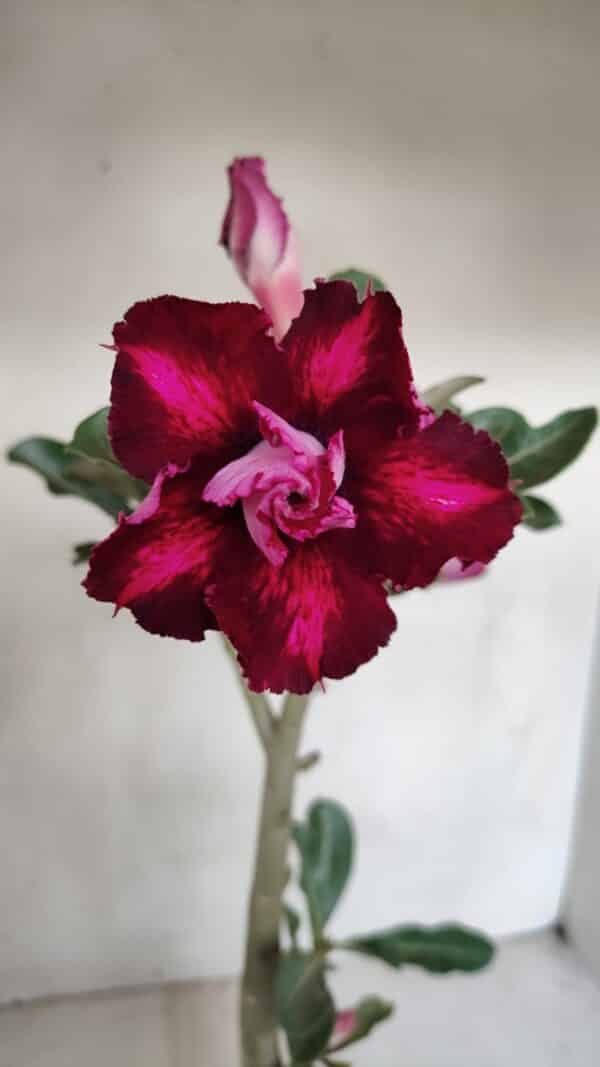 Planta Dobrada 3280 – 35cm – 03 anos - Imagem 1