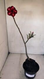 Planta Dobrada 3293 – 35cm – 03 anos - Imagem 2
