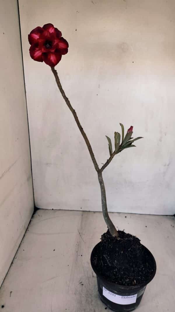 Planta Dobrada 3293 – 35cm – 03 anos - Imagem 2
