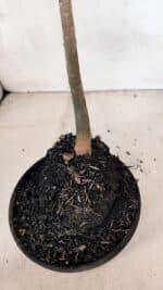 Planta Dobrada 3293 – 35cm – 03 anos - Imagem 6