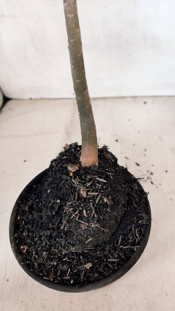 Planta Dobrada 3293 – 35cm – 03 anos - Imagem 6
