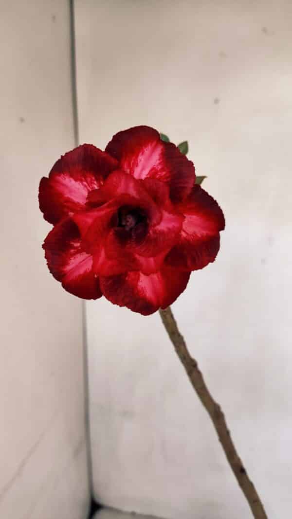 Planta Dobrada 3293 – 35cm – 03 anos - Imagem 1