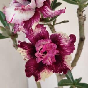Planta Dobrada 3294 – 35cm – 03 anos