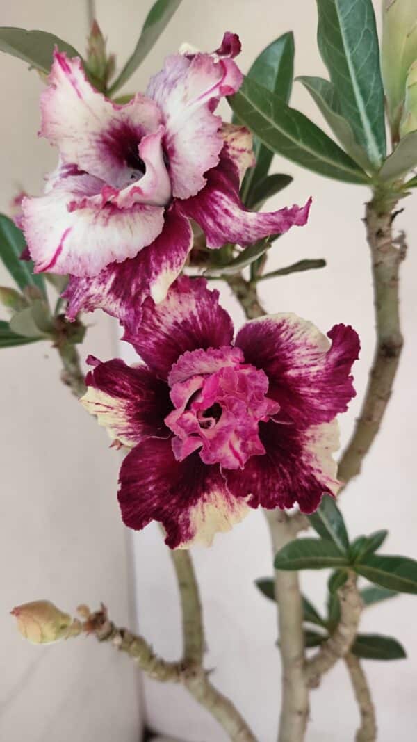 Planta Dobrada 3294 – 35cm – 03 anos - Imagem 1