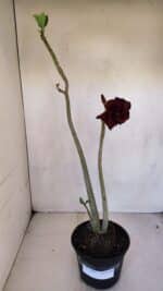 Planta Dobrada 3295 – 35cm – 03 anos - Imagem 2