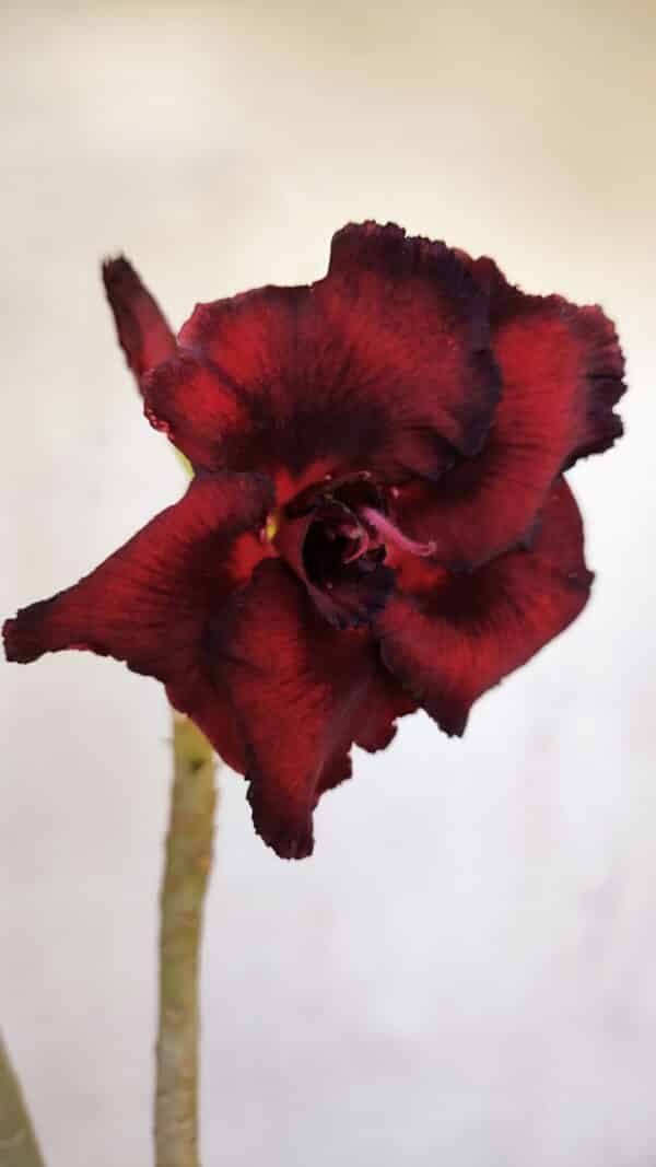 Planta Dobrada 3295 – 35cm – 03 anos - Imagem 1