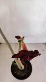 Planta Dobrada 3295 – 35cm – 03 anos - Imagem 6
