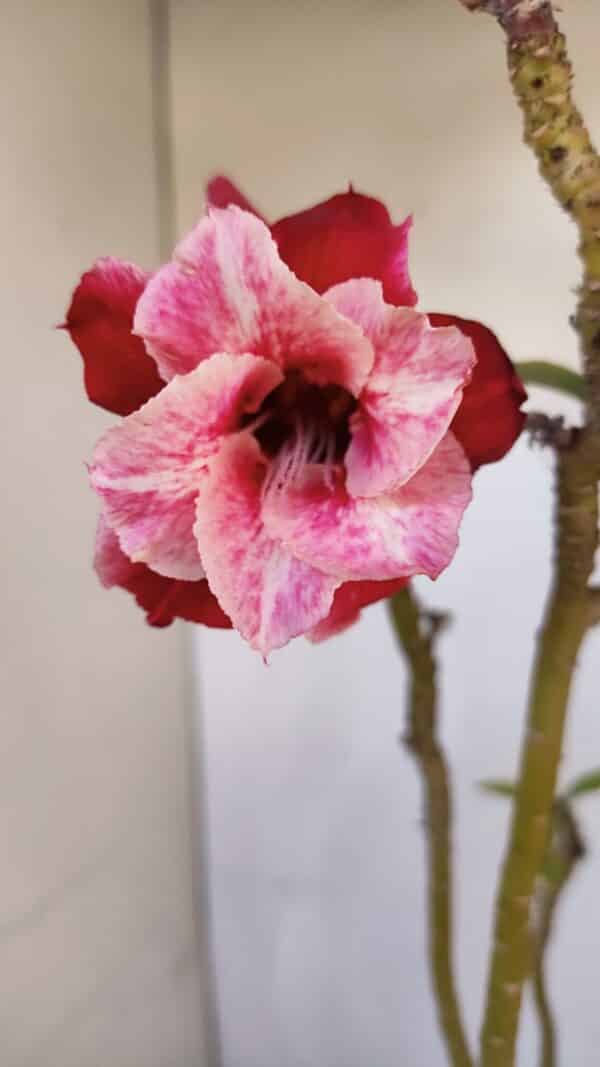 Planta Dobrada 3296 – 40cm – 03 anos - Imagem 1