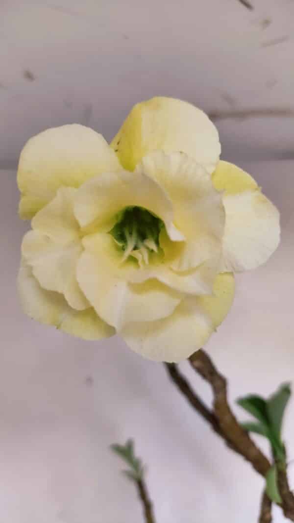 Planta Dobrada 3297 – 55cm – 03 anos - Imagem 1