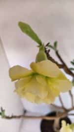 Planta Dobrada 3297 – 55cm – 03 anos - Imagem 5