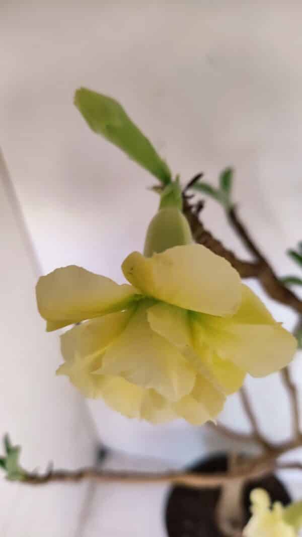 Planta Dobrada 3297 – 55cm – 03 anos - Imagem 5