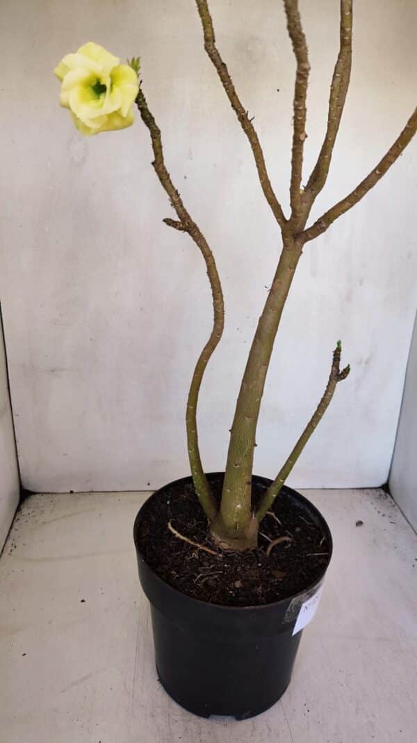 Planta Dobrada 3297 – 55cm – 03 anos - Imagem 6
