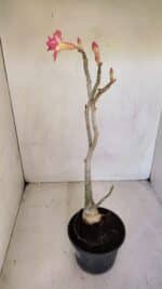 Planta Dobrada 3298 – 35cm – 03 anos - Imagem 6