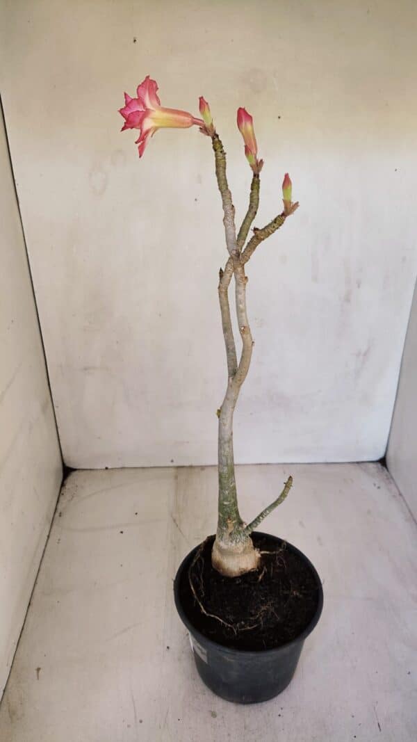 Planta Dobrada 3298 – 35cm – 03 anos - Imagem 6