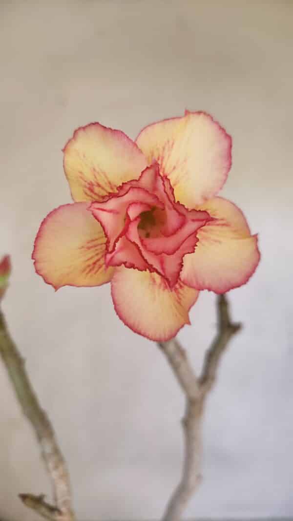 Planta Dobrada 3298 – 35cm – 03 anos - Imagem 1