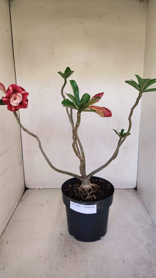 Planta Dobrada 3299 – 40cm – 03 anos - Imagem 2